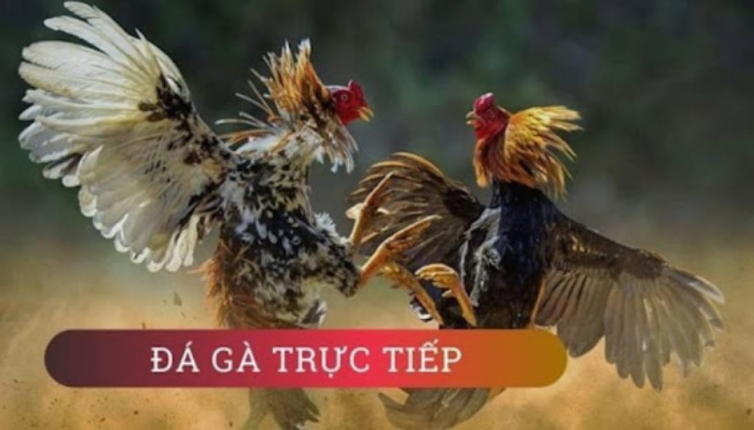 Sự phát triển của đá gà trực tiếp Đông Timor